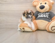 8 week old Teddy Bear Puppy For Sale - Florida Fur Babies