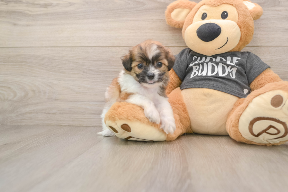 Best Teddy Bear Baby