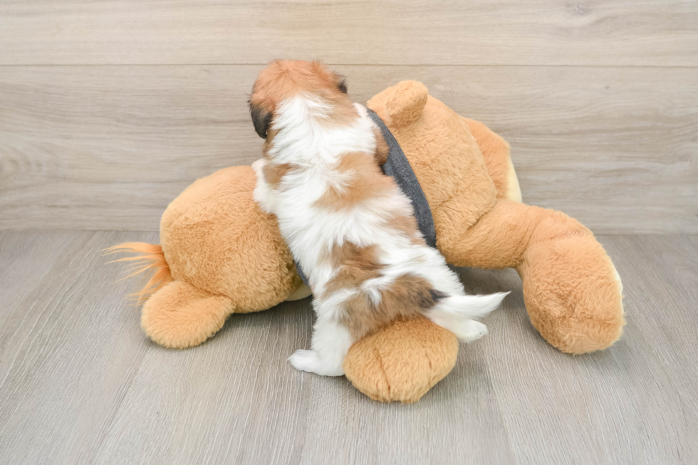 Teddy Bear Pup Being Cute