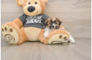 Friendly Teddy Bear Baby