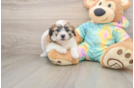Happy Teddy Bear Baby