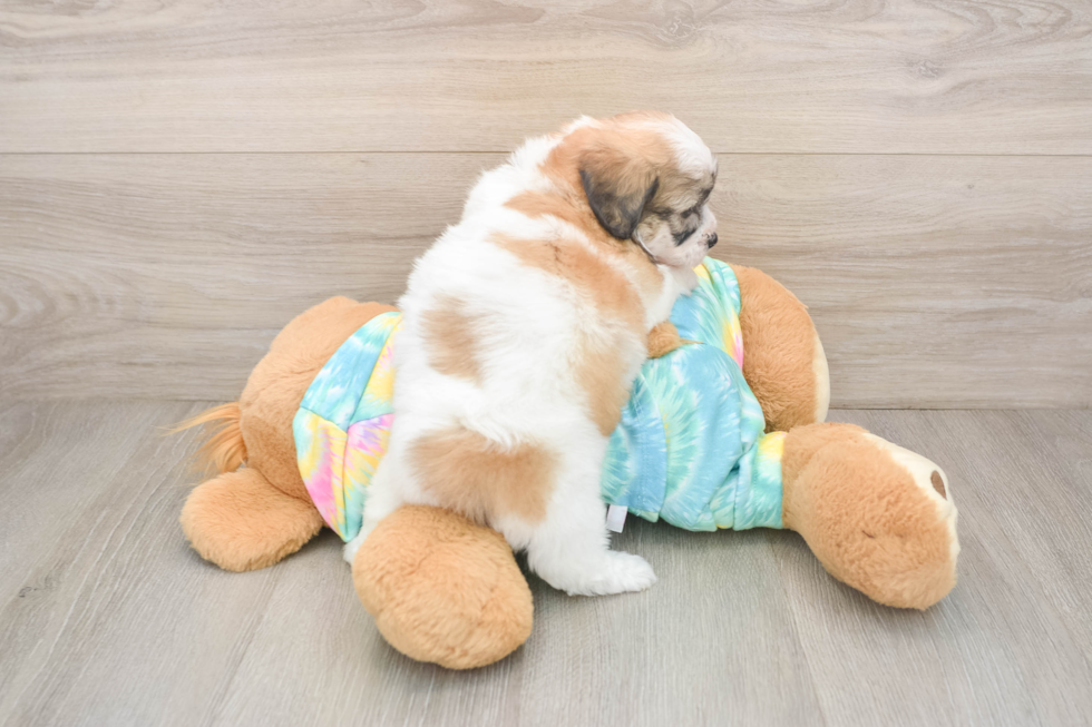 Little Shi Chon Designer Puppy