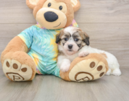 7 week old Teddy Bear Puppy For Sale - Florida Fur Babies