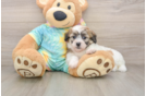 Fluffy Teddy Bear Designer Pup