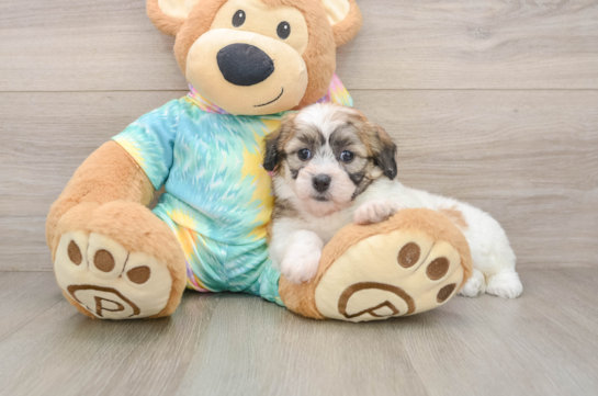 Fluffy Teddy Bear Designer Pup