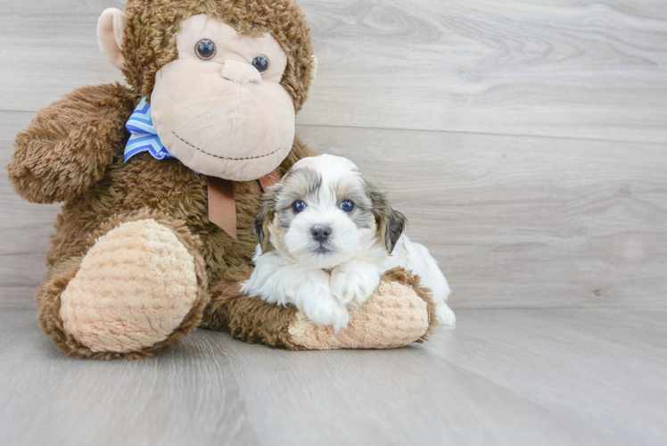Meet Beth - our Teddy Bear Puppy Photo 1/2 - Florida Fur Babies