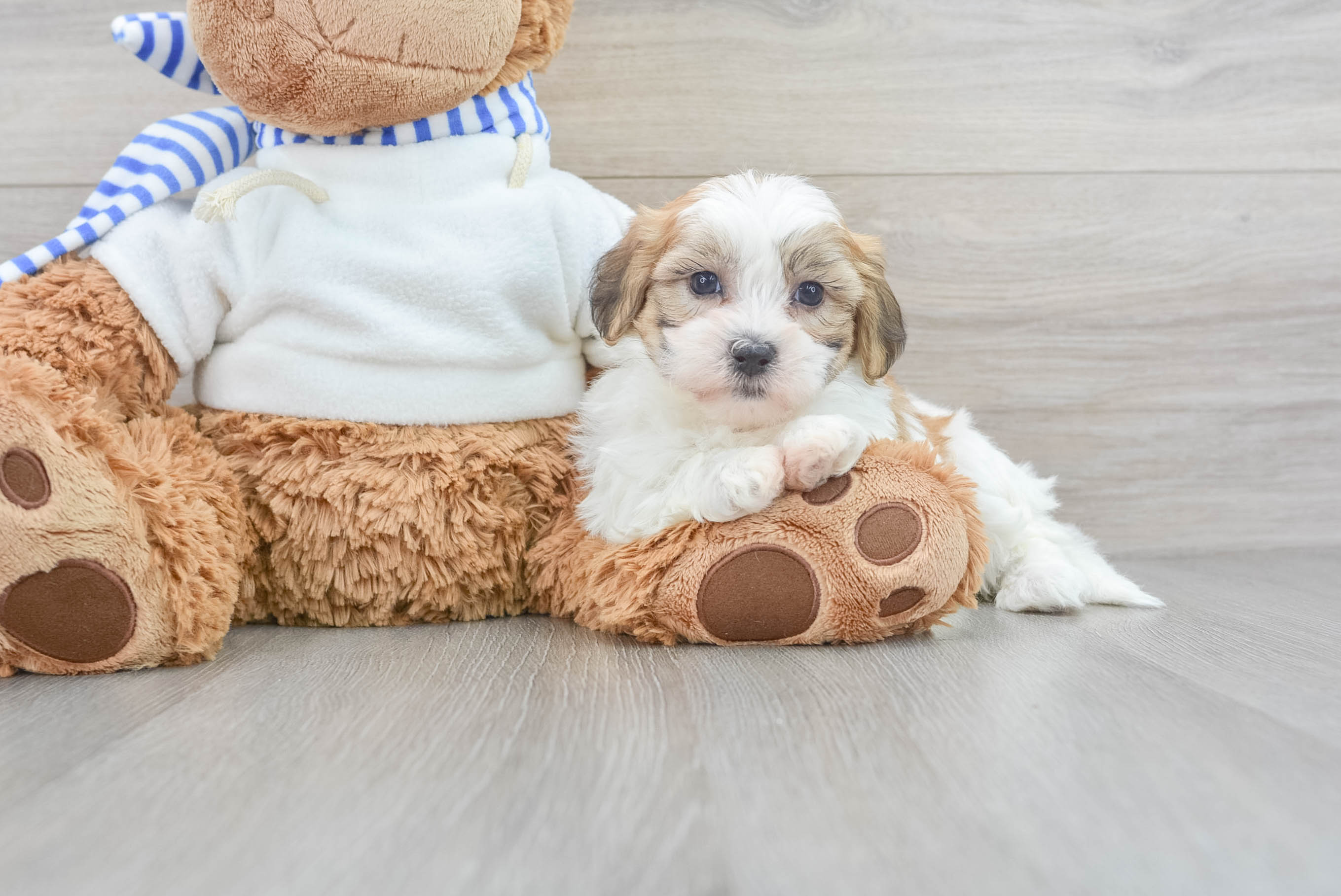 Teddy bear outlet puppies adoption