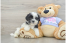 Best Teddy Bear Baby