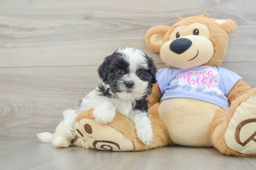6 week old Teddy Bear Puppy For Sale - Florida Fur Babies