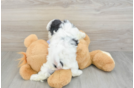 Best Teddy Bear Baby