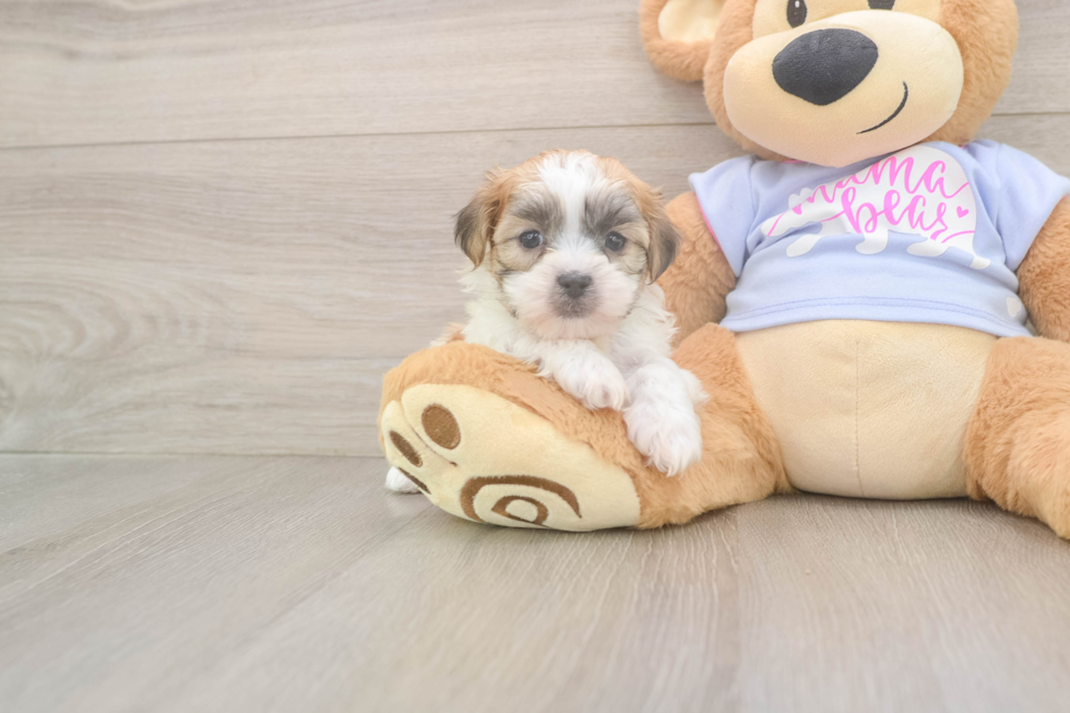 Teddy Bear Puppy for Adoption