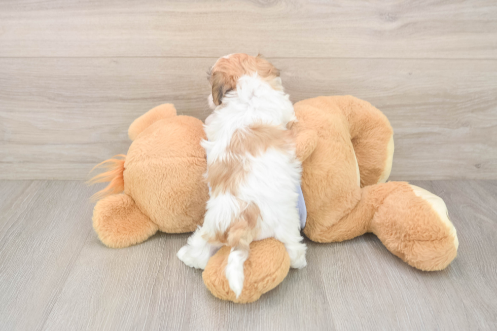 Fluffy Teddy Bear Designer Pup