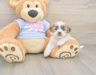8 week old Teddy Bear Puppy For Sale - Florida Fur Babies