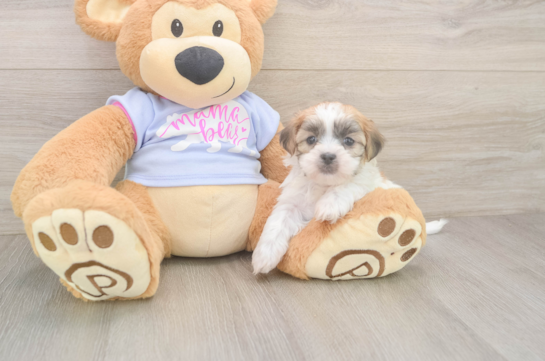 Happy Teddy Bear Baby
