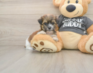 9 week old Teddy Bear Puppy For Sale - Florida Fur Babies