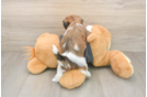 Adorable Shitzu Designer Puppy