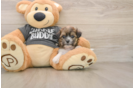 Petite Teddy Bear Designer Pup