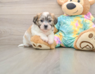 7 week old Teddy Bear Puppy For Sale - Florida Fur Babies