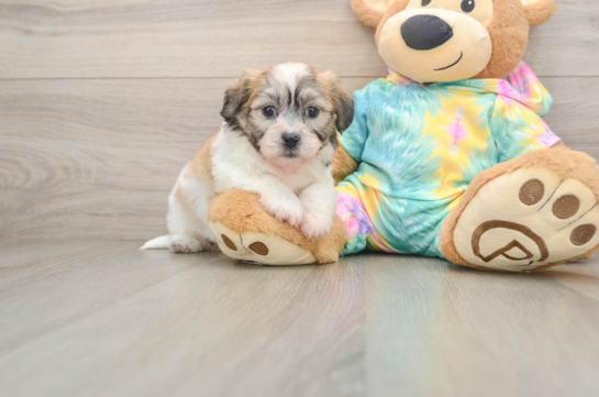 Hypoallergenic Shichon Designer Puppy