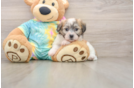 Best Teddy Bear Baby
