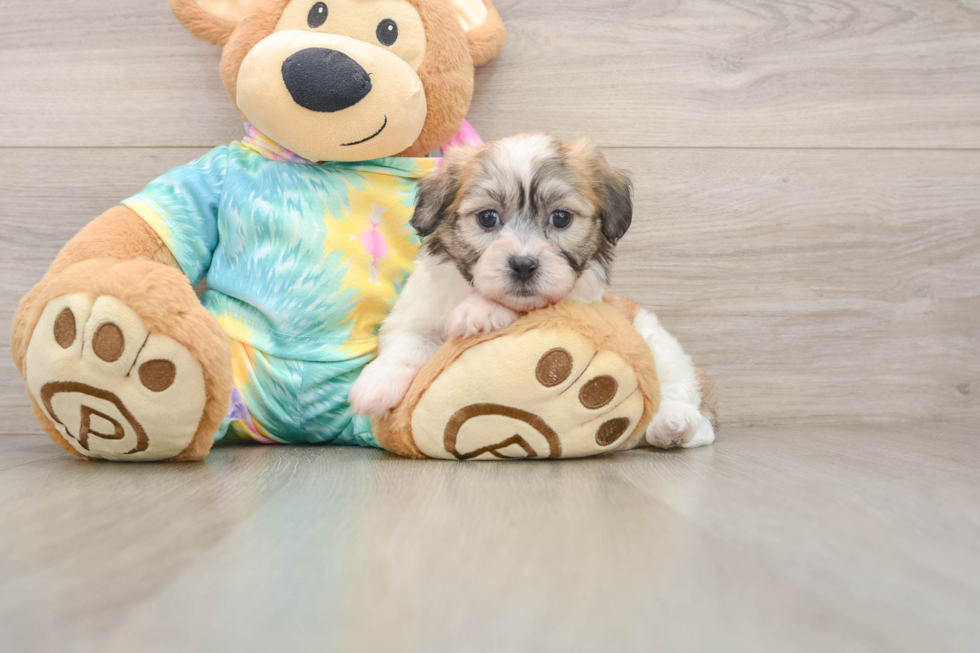 Best Teddy Bear Baby