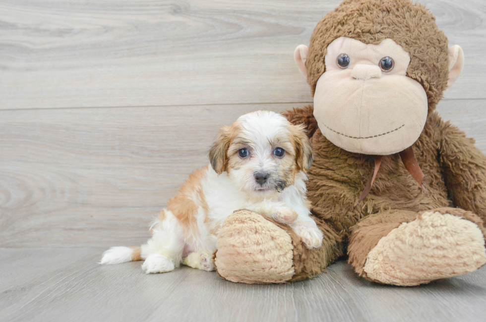 5 week old Teddy Bear Puppy For Sale - Florida Fur Babies