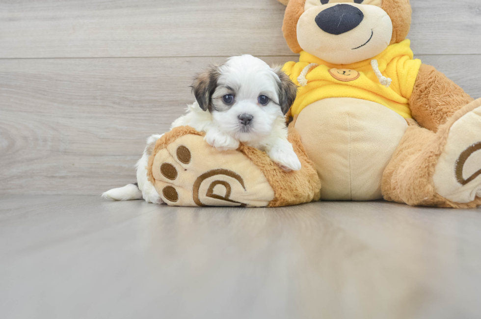 6 week old Teddy Bear Puppy For Sale - Florida Fur Babies