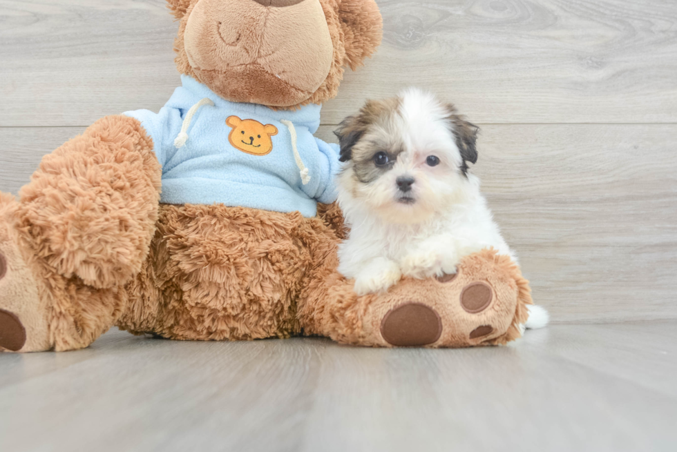 Friendly Teddy Bear Baby