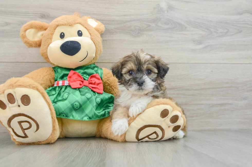 6 week old Teddy Bear Puppy For Sale - Florida Fur Babies