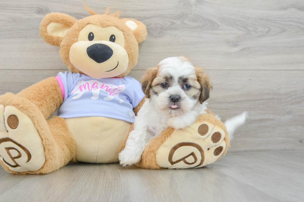 7 week old Teddy Bear Puppy For Sale - Florida Fur Babies