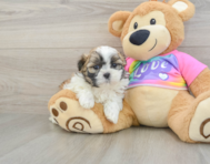 6 week old Teddy Bear Puppy For Sale - Florida Fur Babies