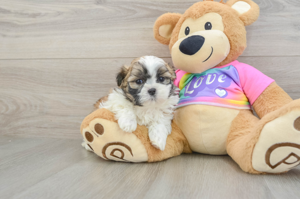 6 week old Teddy Bear Puppy For Sale - Florida Fur Babies