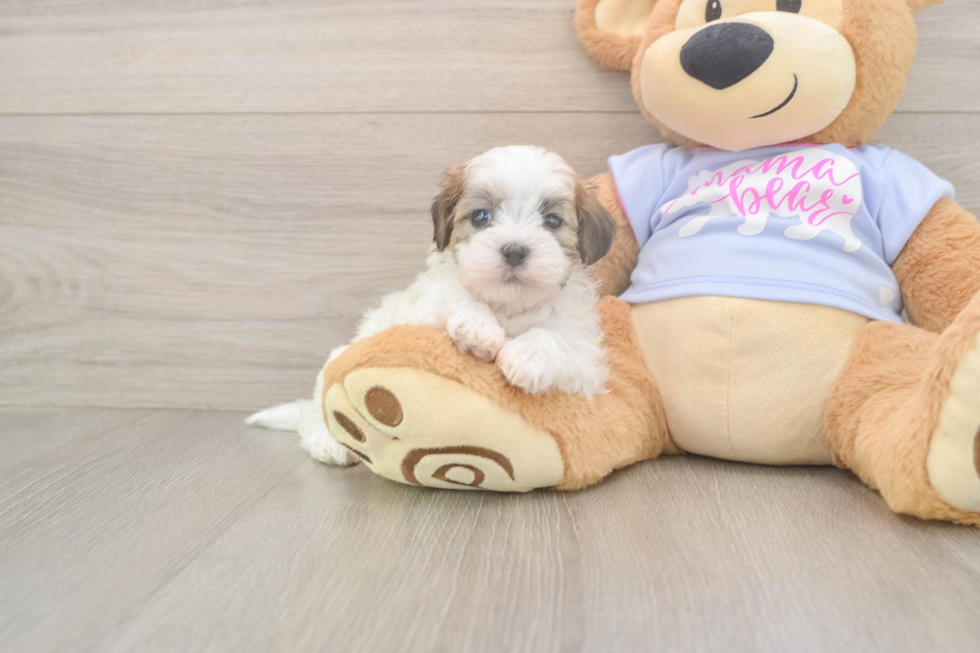 Cute Teddy Bear Baby