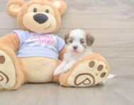 7 week old Teddy Bear Puppy For Sale - Florida Fur Babies