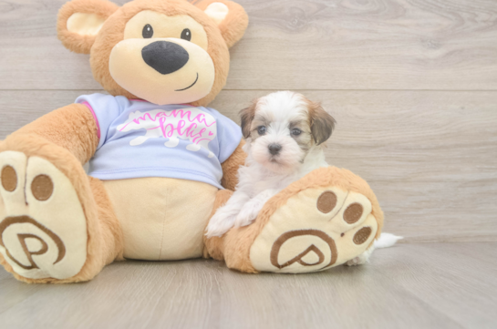 Best Teddy Bear Baby