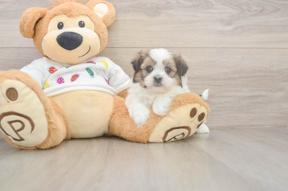 5 week old Teddy Bear Puppy For Sale - Florida Fur Babies