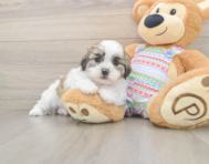 5 week old Teddy Bear Puppy For Sale - Florida Fur Babies