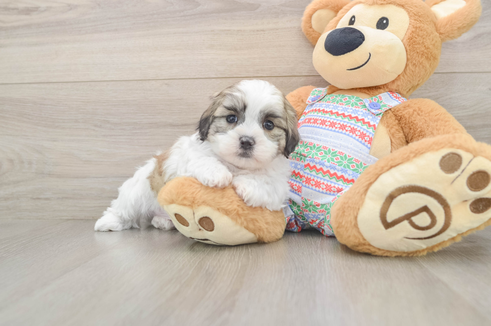 5 week old Teddy Bear Puppy For Sale - Florida Fur Babies