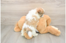 Teddy Bear Pup Being Cute