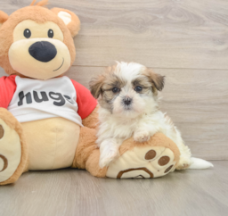 6 week old Teddy Bear Puppy For Sale - Florida Fur Babies