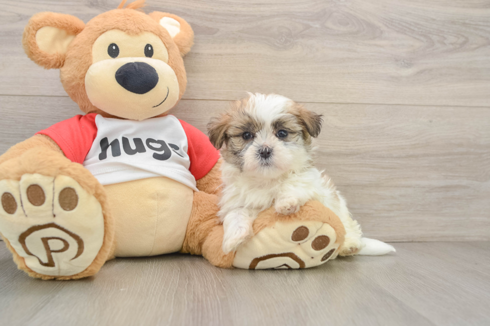 Teddy Bear Pup Being Cute