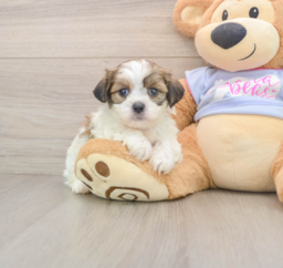 5 week old Teddy Bear Puppy For Sale - Florida Fur Babies