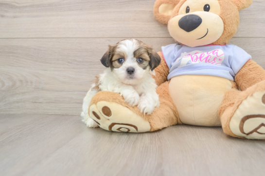 Friendly Teddy Bear Baby