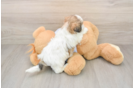 Teddy Bear Puppy for Adoption