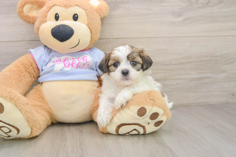 Best Teddy Bear Baby