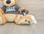 7 week old Teddy Bear Puppy For Sale - Florida Fur Babies