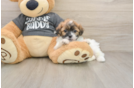 Hypoallergenic Shichon Designer Puppy