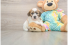 Teddy Bear Puppy for Adoption