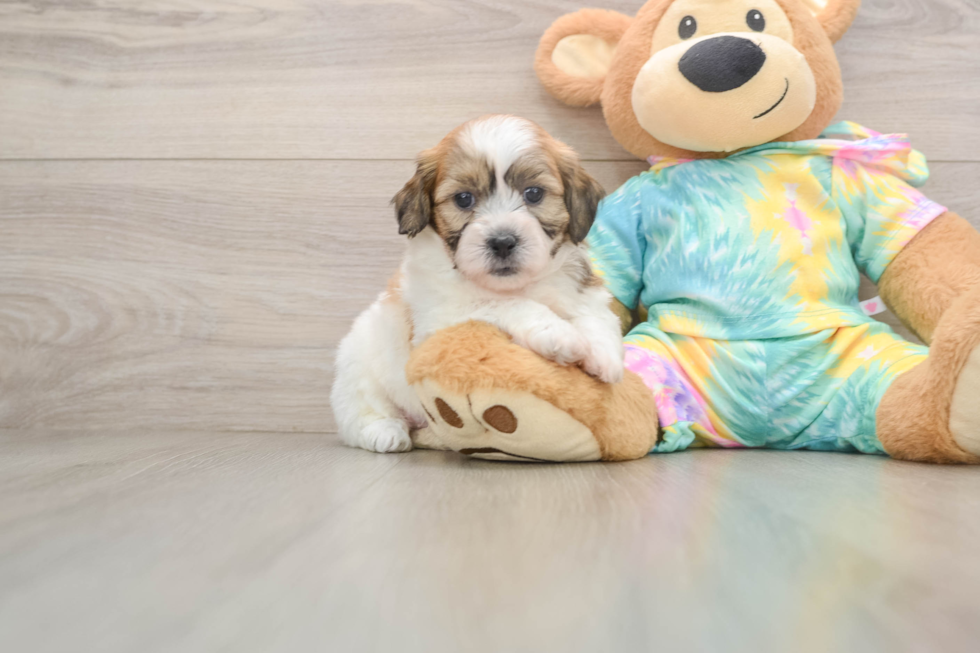 Teddy Bear Puppy for Adoption
