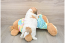 Best Teddy Bear Baby